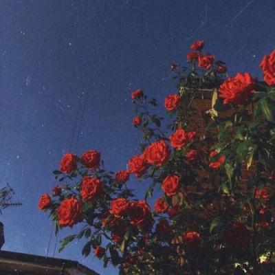 小森生活虫虫助手版下载